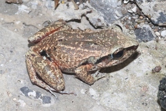 Eleutherodactylus atkinsi