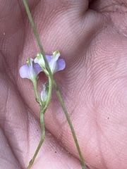 Burmannia biflora