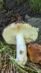 Russula veternosa