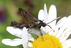 Synanthedon spheciformis
