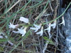 Astragalus cusickii