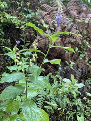 Monnina parasylvatica