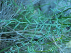 Astragalus cusickii