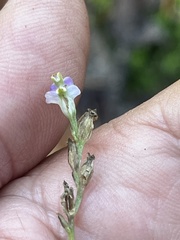 Burmannia biflora