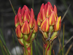 Ceratandra grandiflora