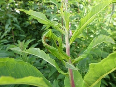 Evacanthus interruptus