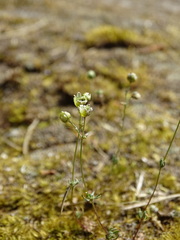 Spergula morisonii