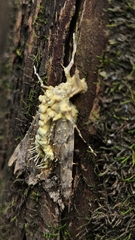 Cordyceps