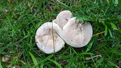 Clitocybe ditopa
