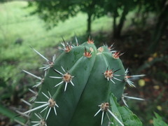 Cactoideae