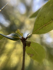 Kokkocynips difficilis