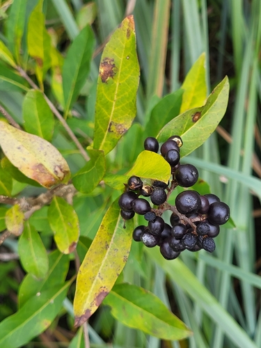 Zimolezina (Ligustrum vulgare)