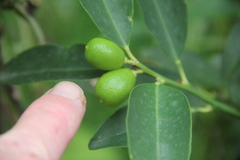 Citrus japonica