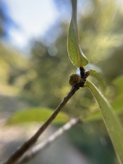 Kokkocynips difficilis