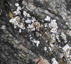 Myelochroa aurulenta