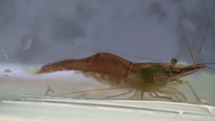 Palaemon adspersus
