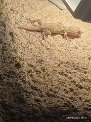 Tarentola mauritanica