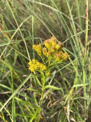 Solidago riddellii