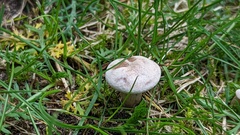 Clitocybe ditopa