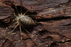 Amilenus aurantiacus