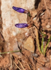 Iridaceae