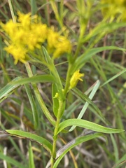 Solidago riddellii