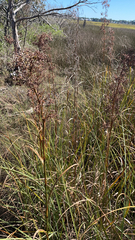 Cladium mariscus