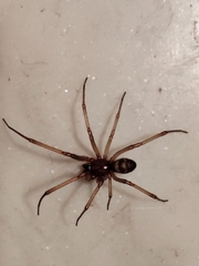 Steatoda grossa