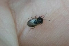 Geocoris megacephalus