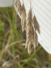 Bromus kalmii