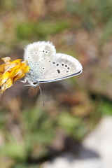 Polyommatus dorylas