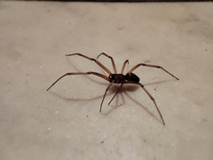 Steatoda grossa