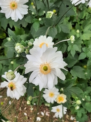 Eriocapitella hupehensis