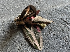 Eumorpha fasciatus