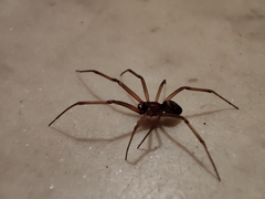 Steatoda grossa