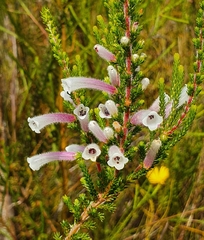 Erica perspicua