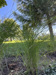 Miscanthus sinensis