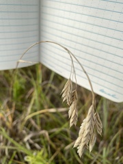 Bromus kalmii