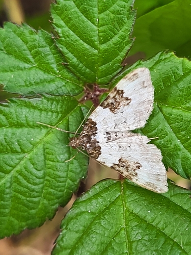 piadivka chrenová (Xanthorhoe fluctuata)