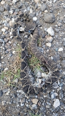 Crotalus adamanteus
