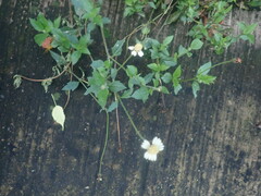 Tridax procumbens
