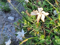 Mandevilla macrosiphon