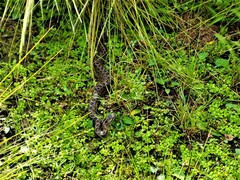 Crotalus triseriatus