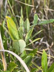 Salix humilis