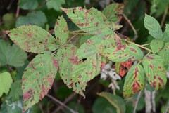 Phragmidium rubi-idaei
