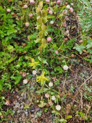 Rhinanthus minor