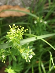 Galium album