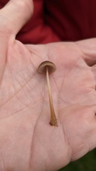Mycena aetites