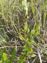 Salix humilis
