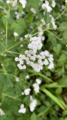 Ageratina altissima